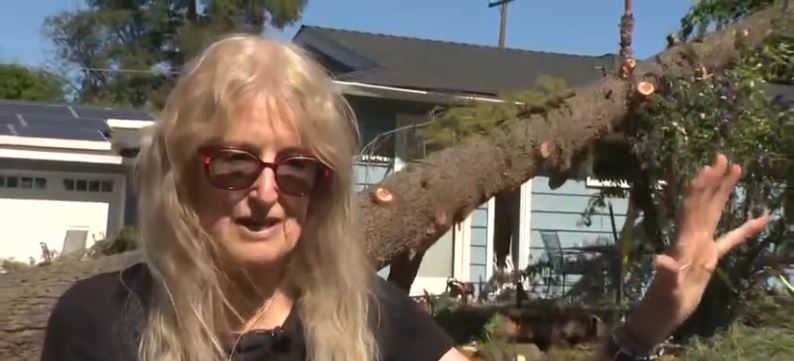 A massive tree fell onto a Davis home during Sunday's high winds