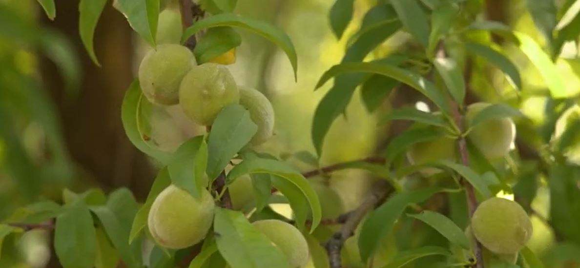 California peach growers are facing significant challenges after the closure of the Del Monte cannery in Modesto earlier this year