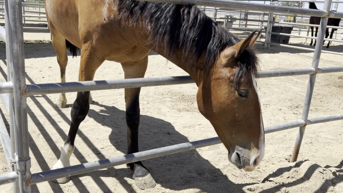 Students at Libben Horsemanship Academy are training wild mustangs as part of a program designed to help the horses find permanent homes