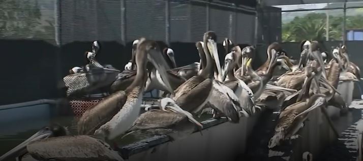 A climate-driven marine heat wave off the West Coast is taking a devastating toll on California seabirds