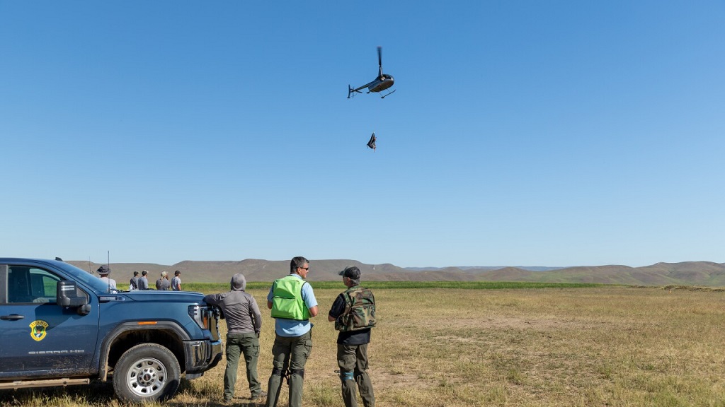 34 elk were moved in a translocation project