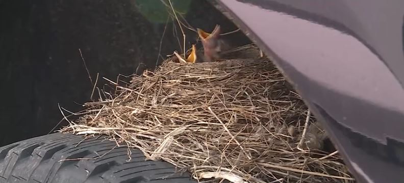 The viral bird saga at an Olathe car dealership appears to have reached its happy ending.
