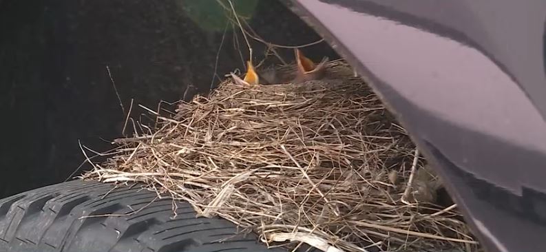 An Olathe dealership says a sold pickup truck can’t leave the lot because baby robins have already moved in.