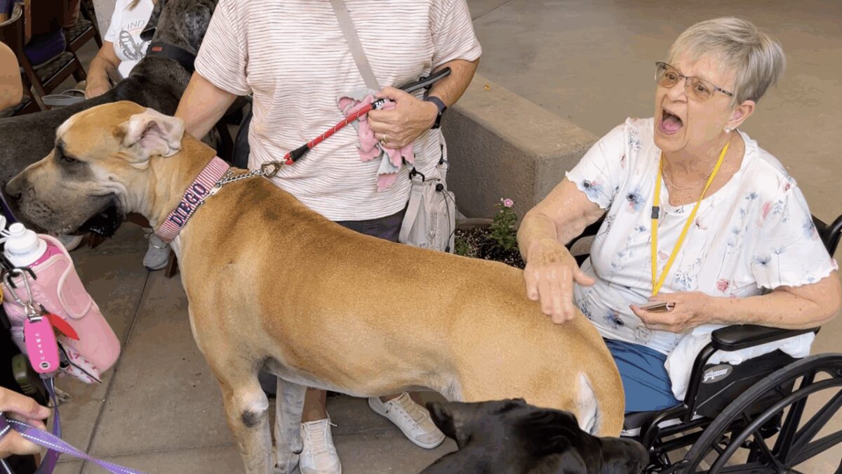 Angie Pierce has been a long-time owner and fan of the massive breed. However