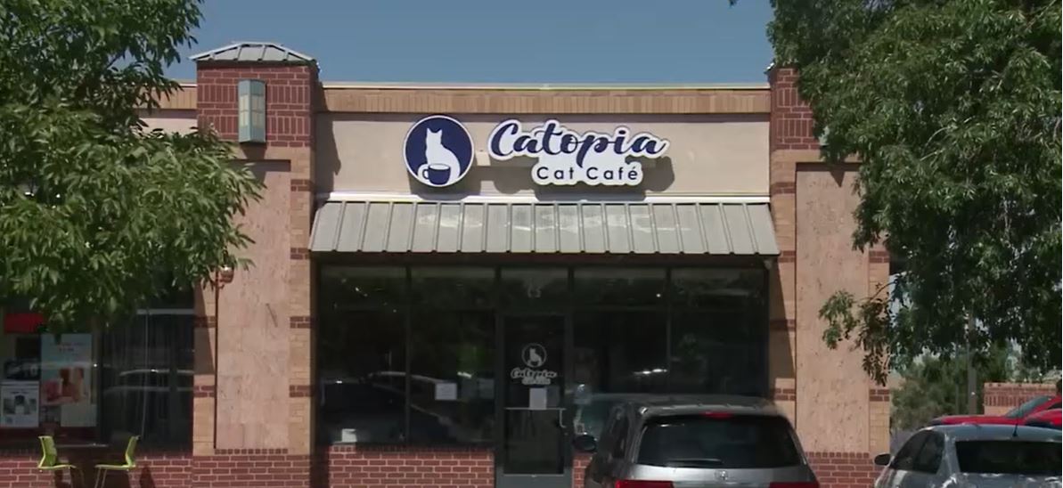 An Albuquerque cat café says a delivery mix-up cost it more than $2