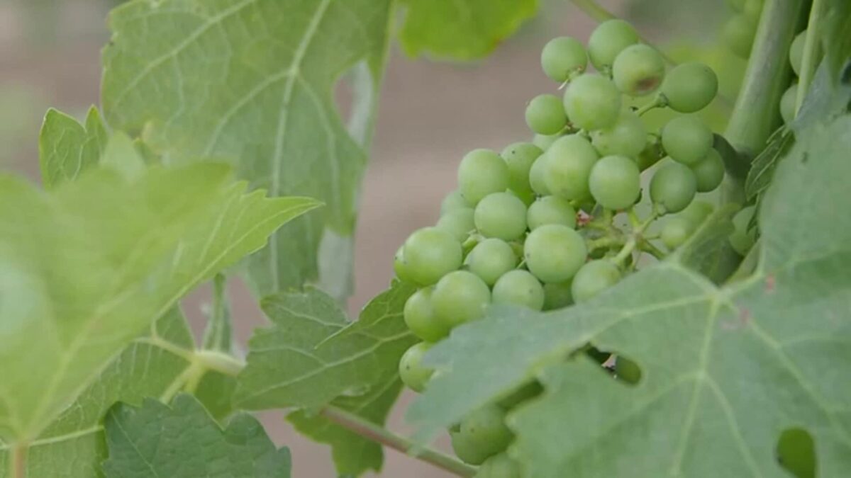 An invasive bug species has made its way to Northern California wine regions. If spread