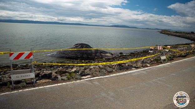 Officials in San Leandro are urging residents to avoid a portion of the Bay Trail after a dead gray whale washed ashore.