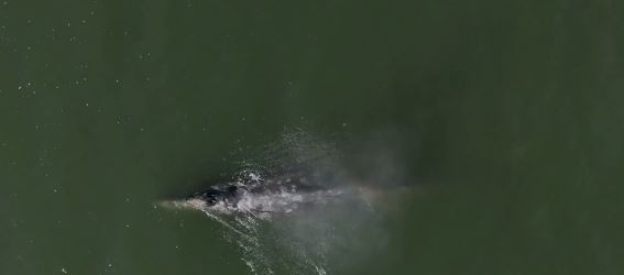 Marine scientists say that roughly 40% of gray whales that die in San Francisco Bay are killed in collisions with ships. Now