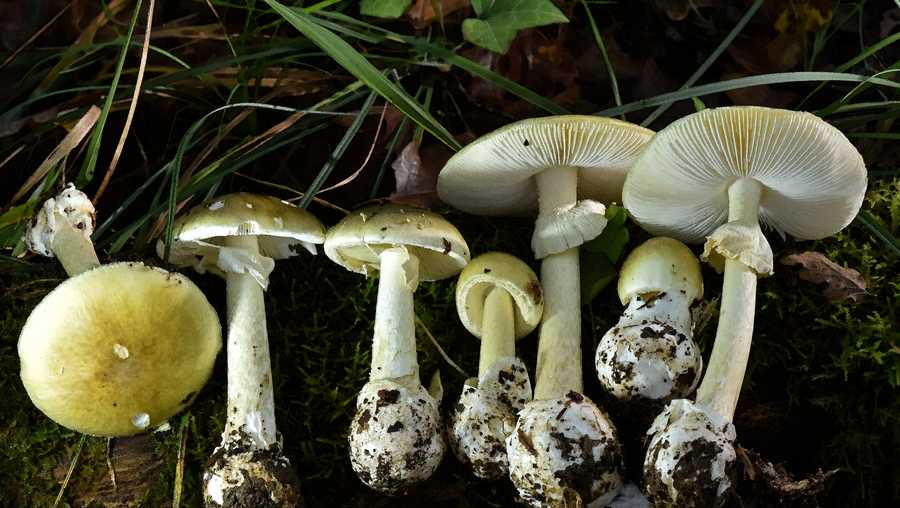 Mushrooms such as Death Caps and Western Destroying Angels are growing in multiple areas across the state