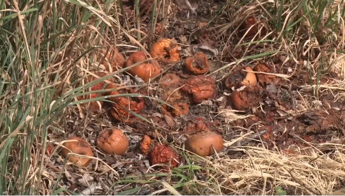 Weeks after a hard freeze that caused devastating crop losses for many of Utah's fruit farmers