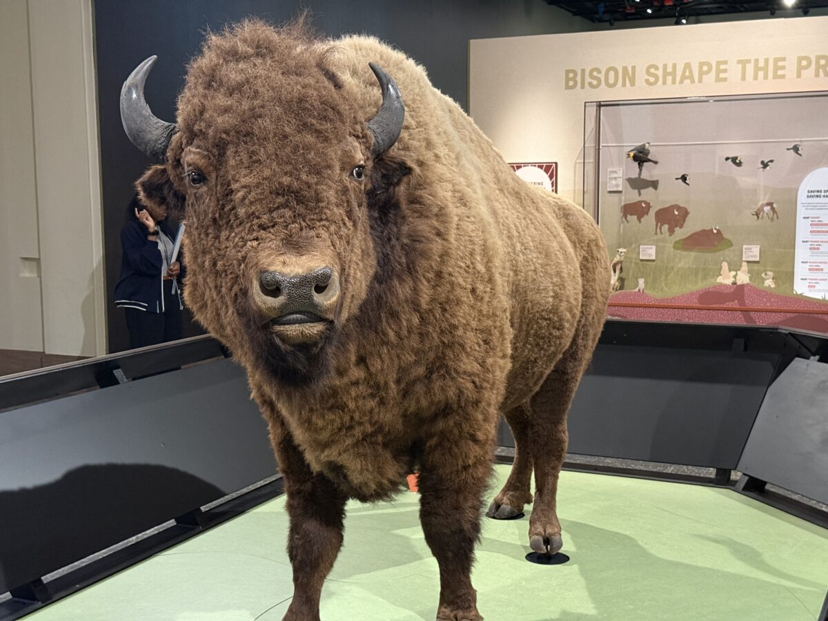 A new Smithsonian exhibit