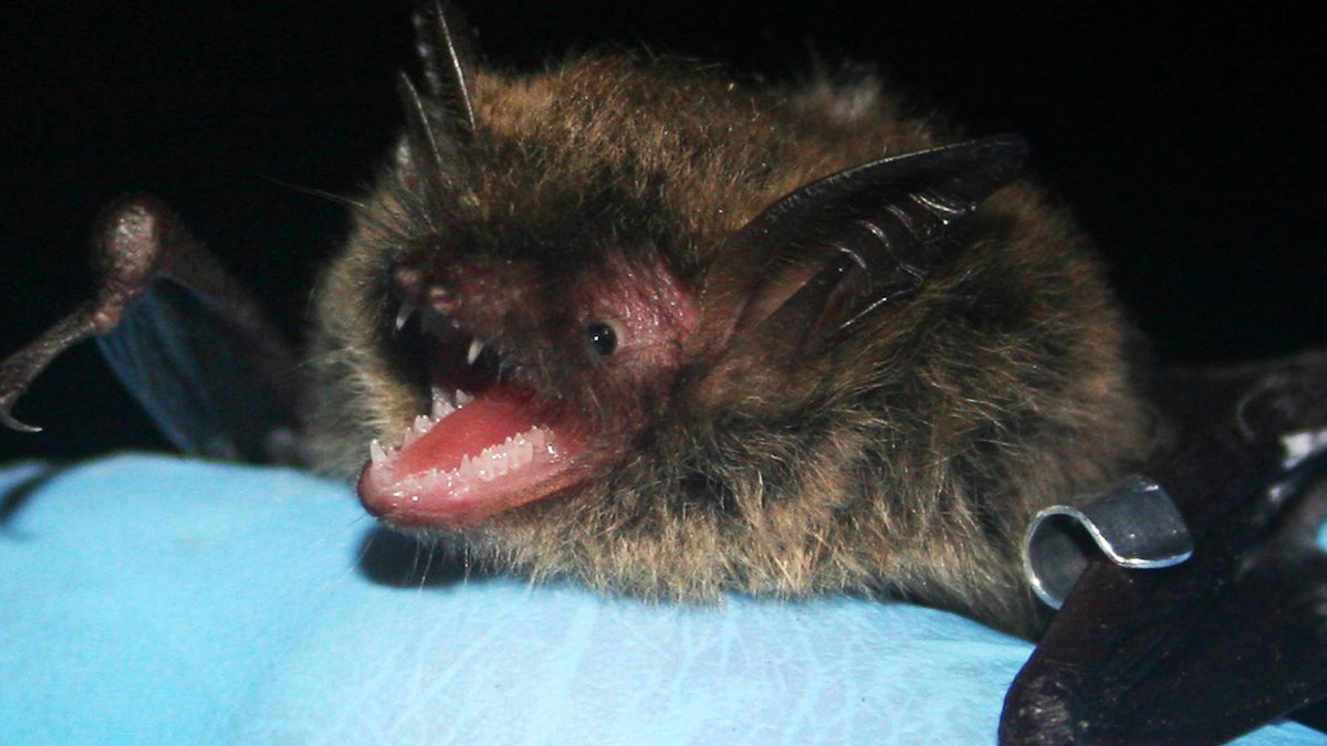 Idaho’s first rabid bat of the year found in Bannock County