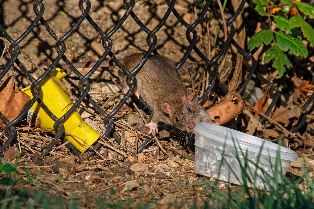 Rat sightings inspire Boise woman to develop community tracking map