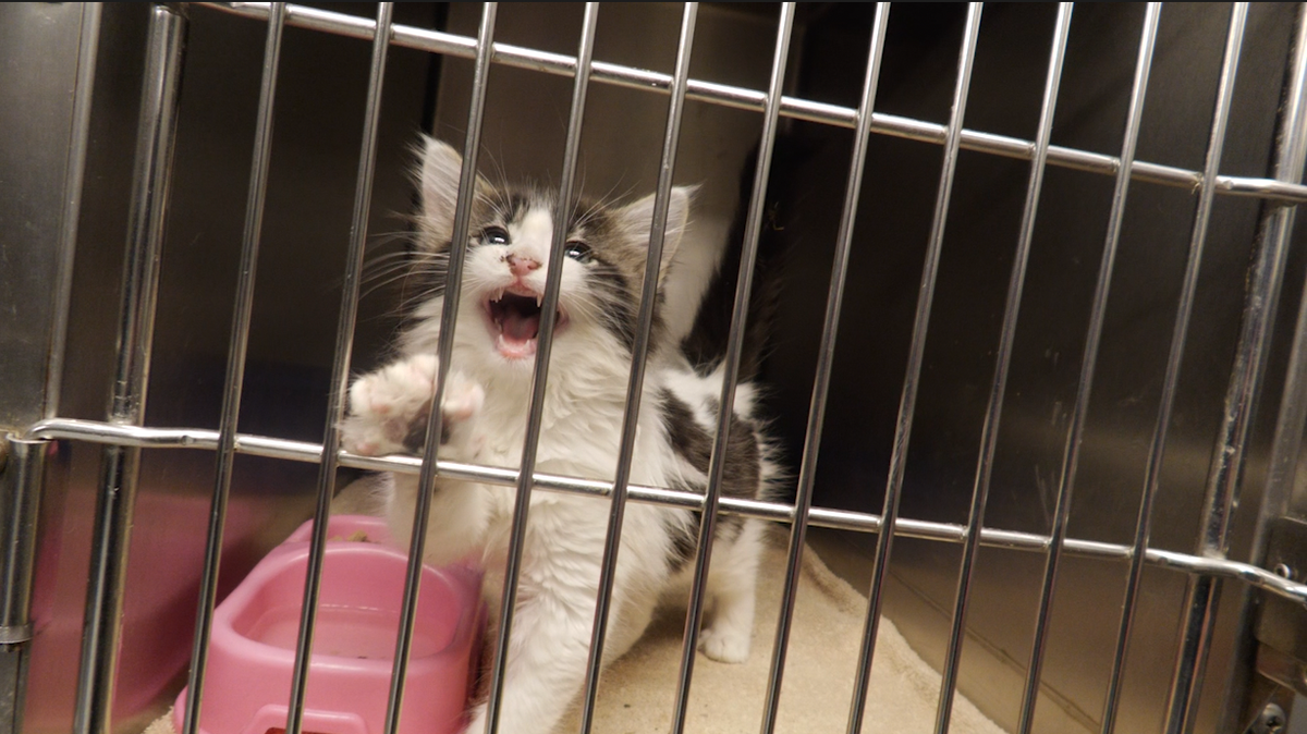 Idaho recognized as a “no kill” state – The common misconception of no-kill animal shelters