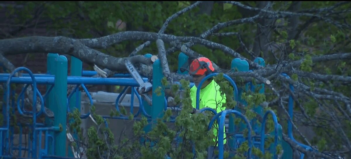 A nine-year-old boy who was hit by a large falling tree at a school playground in Melrose