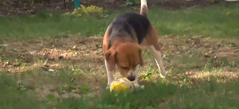 Thrifted Kittens Animal Rescue takes 4 beagles from Ridglan Farms.