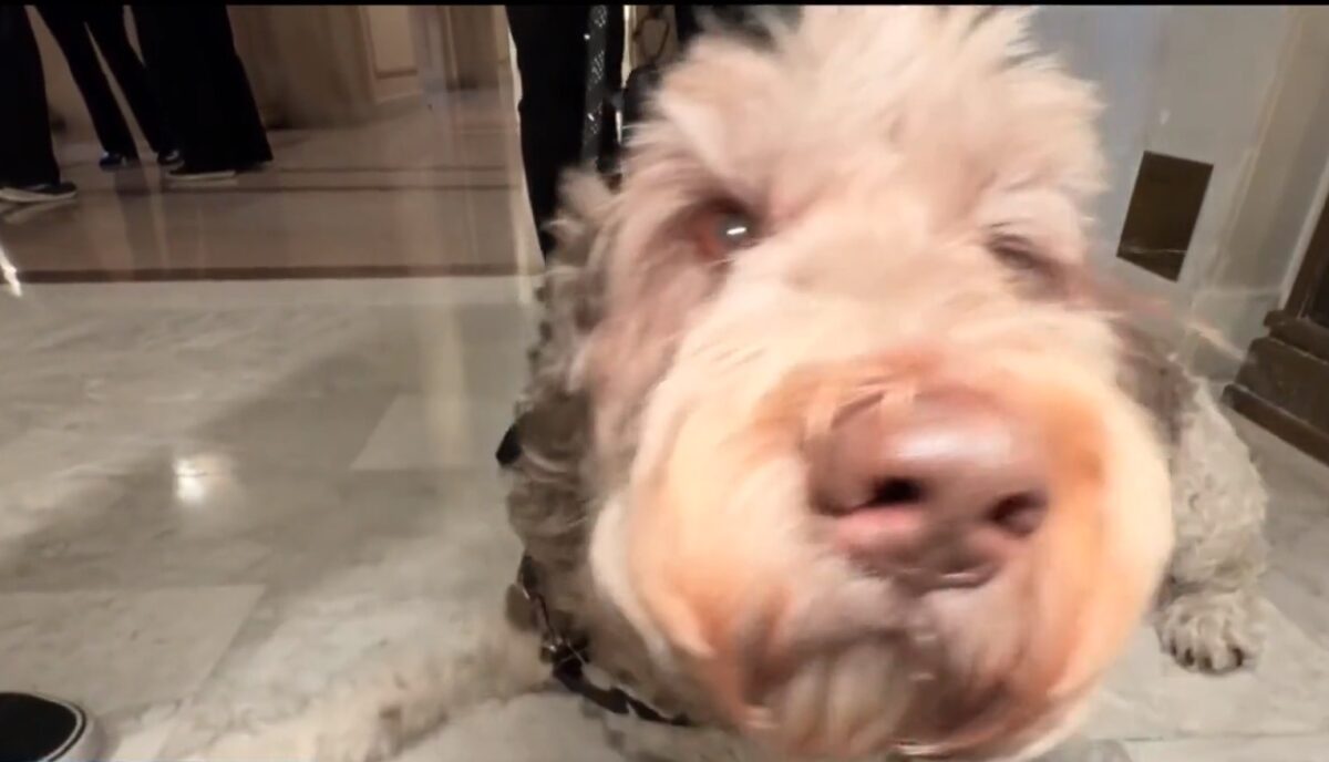 San Francisco's "canine court" is expected to reopen after a year without hearings for vicious and dangerous dog cases.