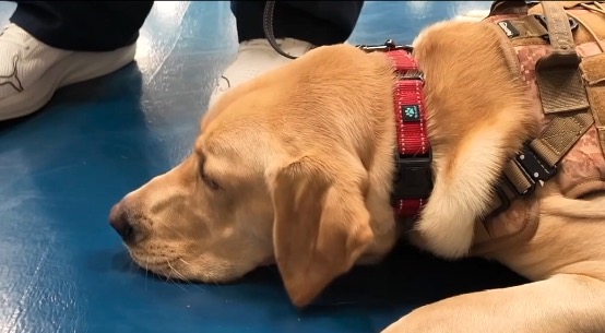 Blue Star Service Dogs trains rescue dogs inside Michigan prisons