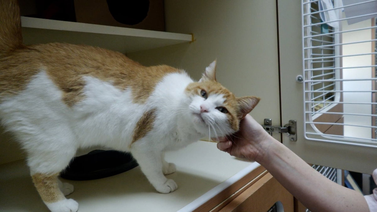 National Adopt a Shelter Animal Day: Celebrating the Pets Who Found Their ‘Fur-ever’ Homes