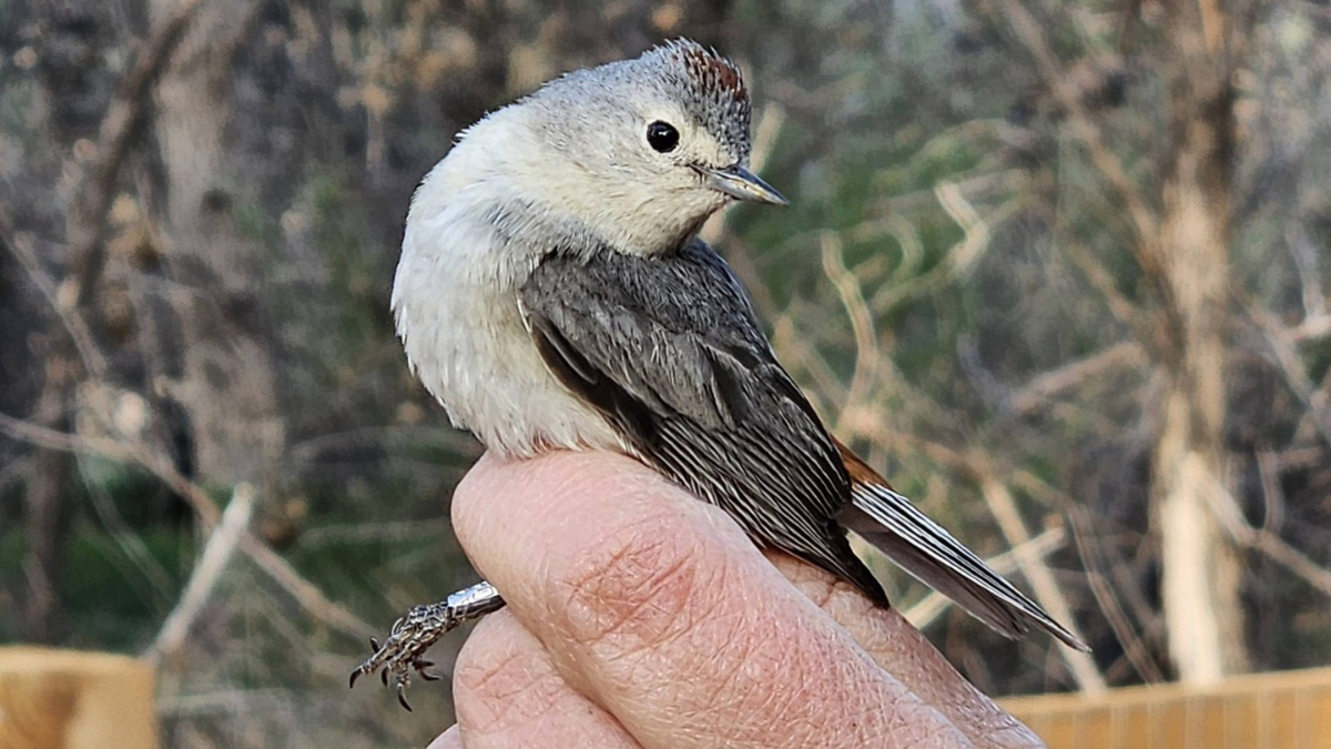 Colorado’s largest birding hotspot open to guests for next five weeks