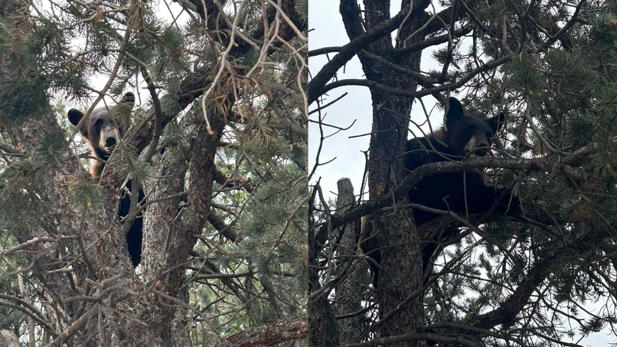 Bear on Barnes: Spotted climbing trees in Colorado Springs