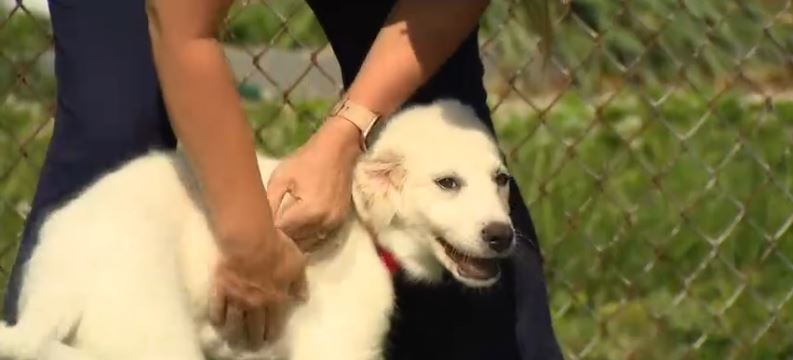 A Great Pyrenees puppy named Hilda is recovering after she was rescued from an animal hoarding situation in Baltimore County earlier this month.