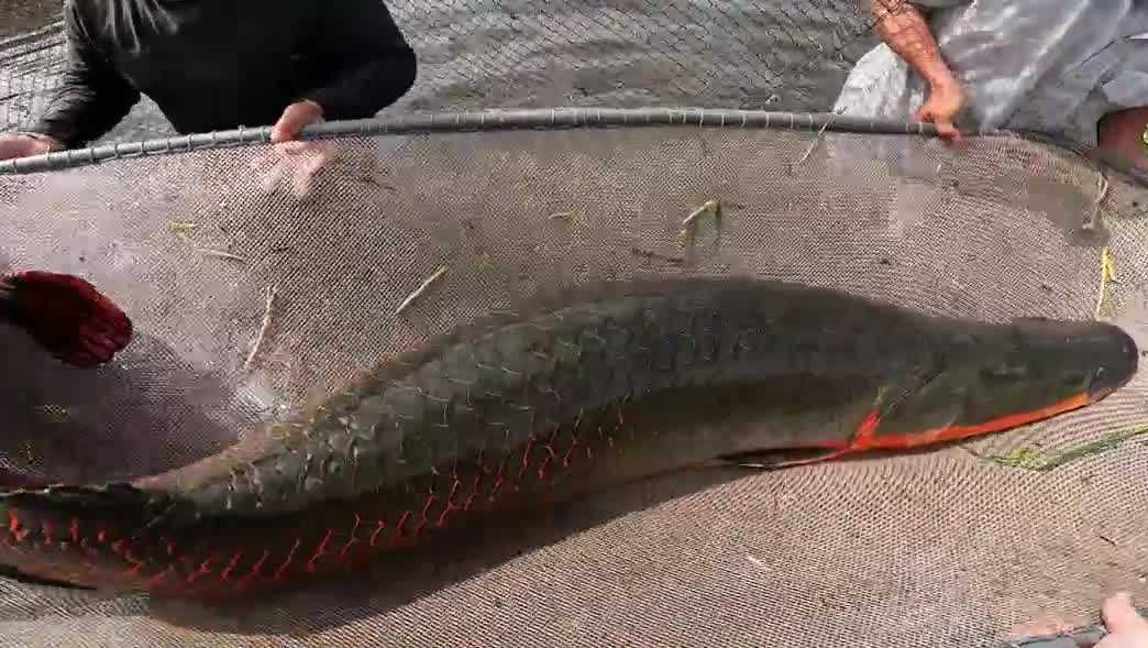 An exotic fish native to the Amazon is now drawing anglers to Southwest Florida for a rare fishing experience.