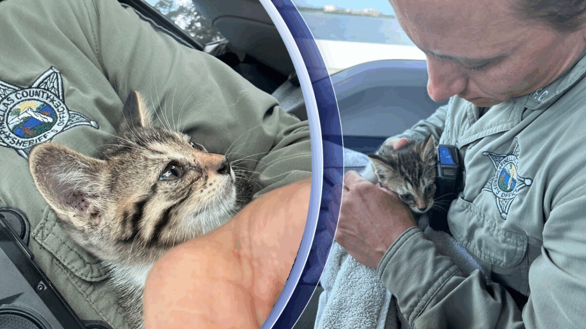 A Pinellas County deputy rescued a kitten found alone in the emergency lane on the southbound side of the Bayside Bridge.