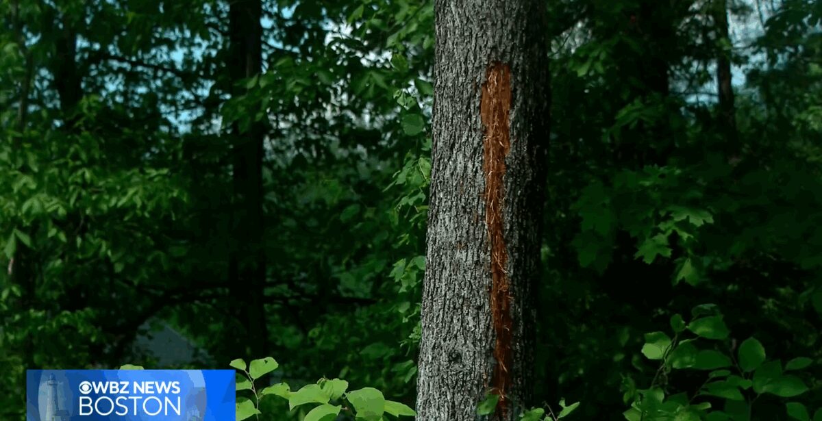 This tree in Brad Robillard's backyard has a line of bark shaved off the side from the lightning strike.