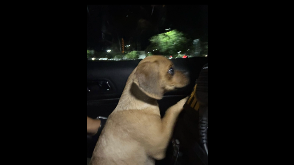 John Sparhawk has been charged with animal cruelty after witnesses reported him strangling his five-month-old puppy