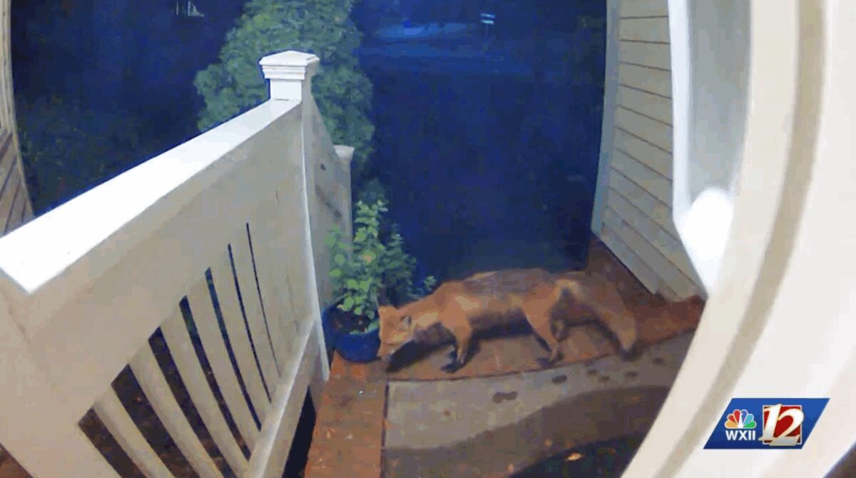 As wildlife activity increases during the warmer months