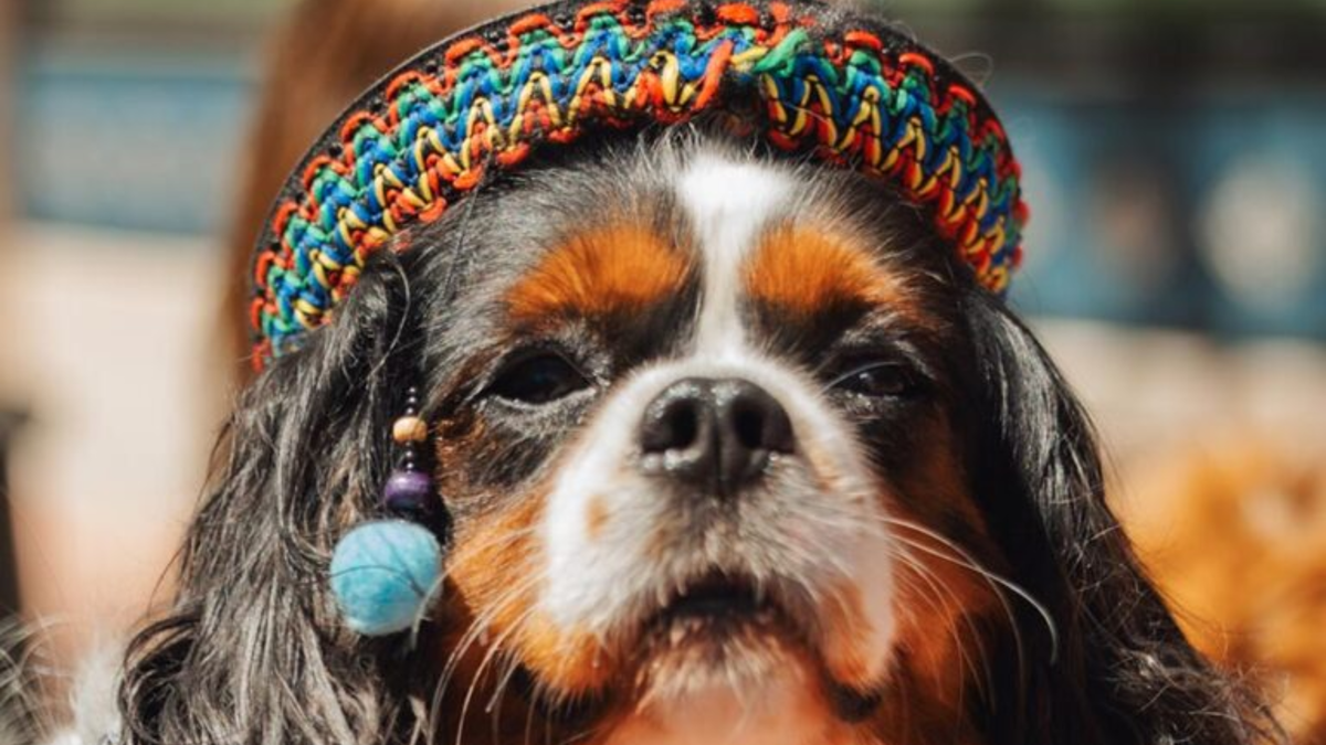 Registration Now Open for New Fiesta Dog Parade!