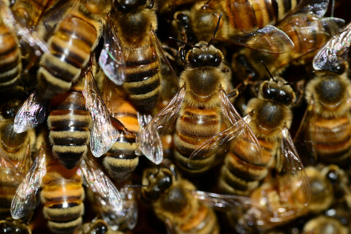 Imperial County offers tips on safe bee removal