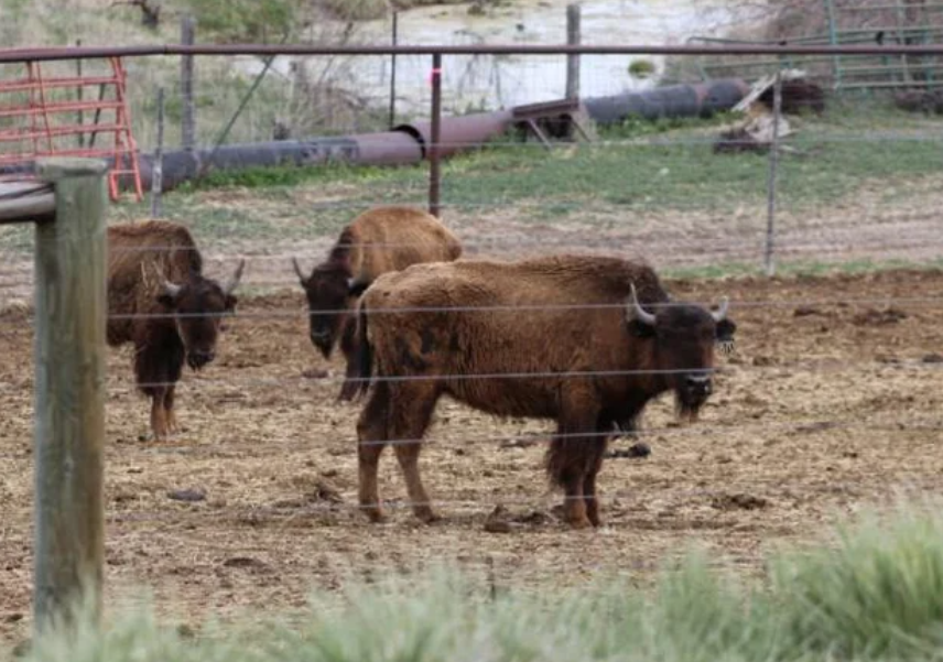 A number of the animals seized Saturday from the Lay Valley Bison Ranch on Saturday in northwestern Colorado.