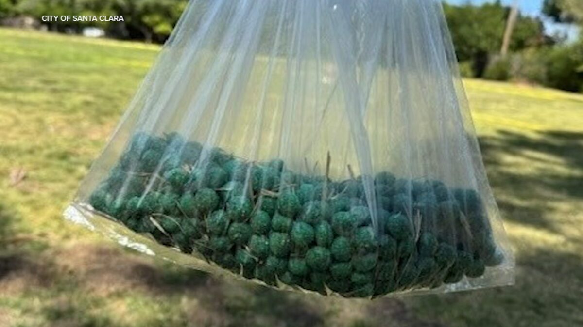 Part of a Santa Clara park has been temporarily closed after the discovery of rodent poison pellets