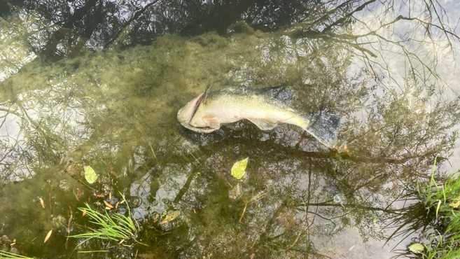 An Arkansas Game and Fish spokesperson said crews have counted more than 300 dead minnows and sunfish so far