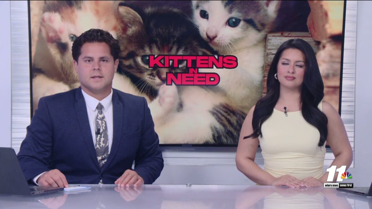HSOY needs community help amid kitten influx