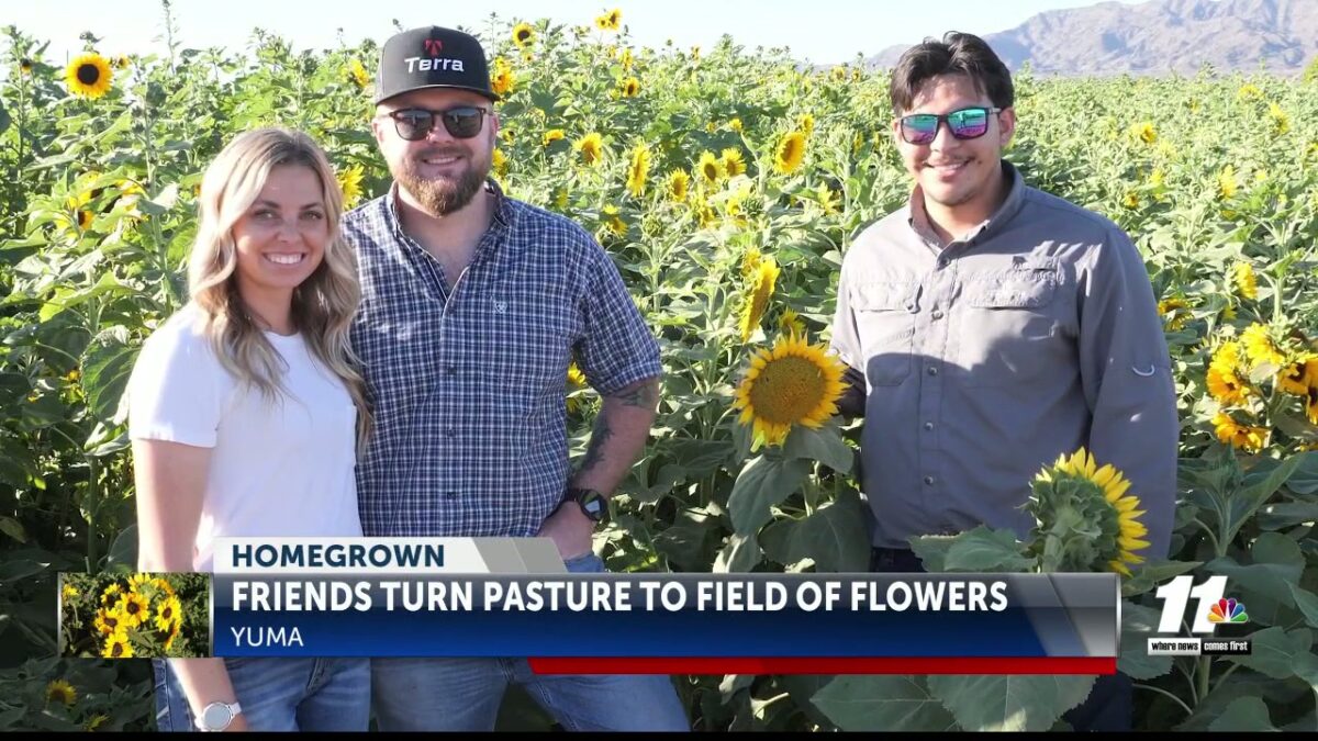 From pasture to petals: A Yuma field comes alive at 3A Farms