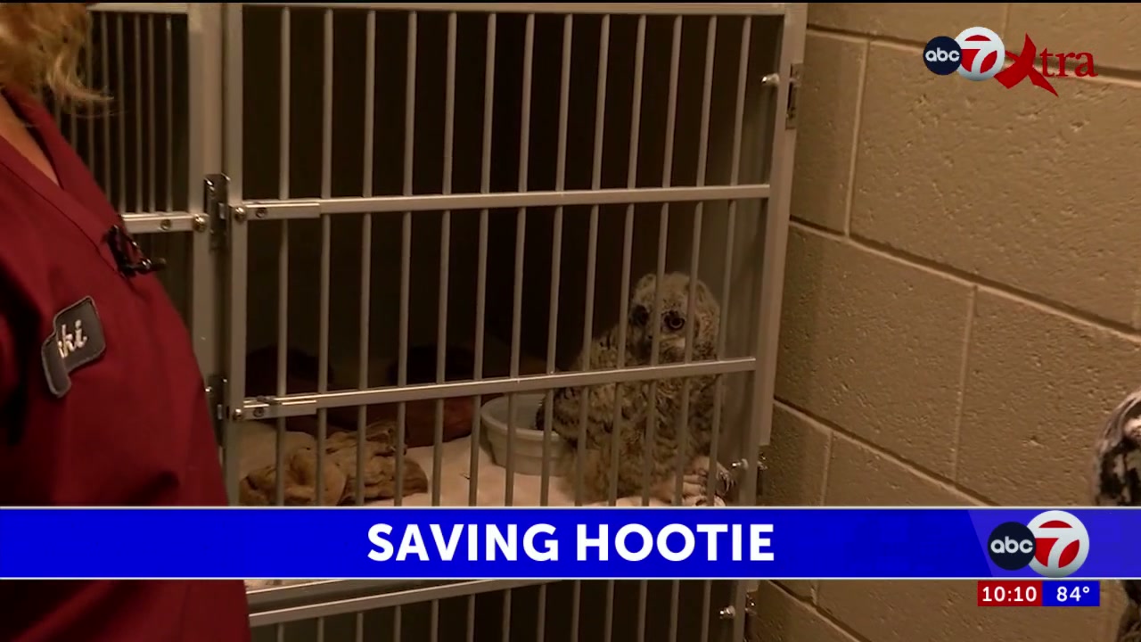 Saving Hootie