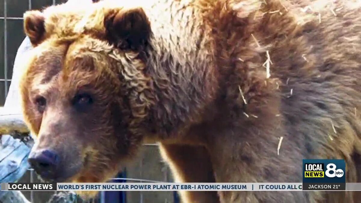 Grizzly Encounters: How the warmer weather has impacted Yellowstone wildlife