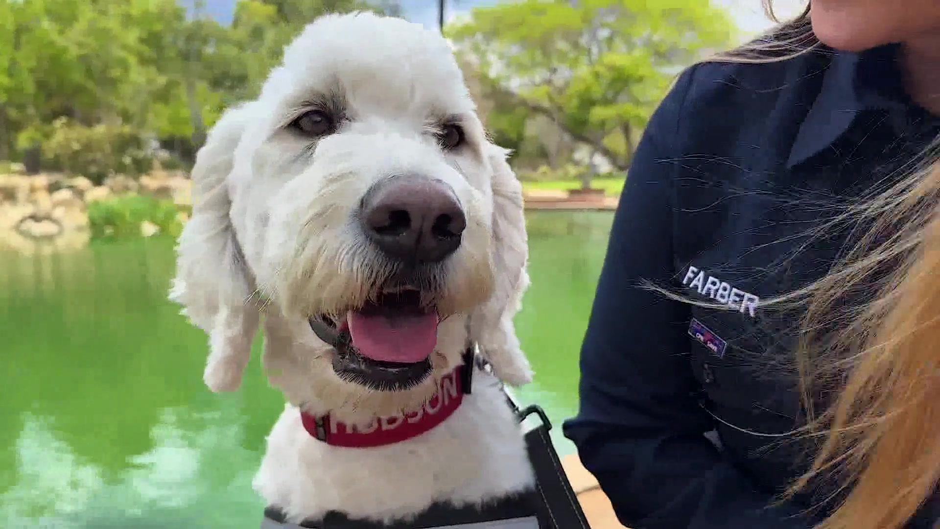 Southern California Non-Profit Expands Therapy Dog Program