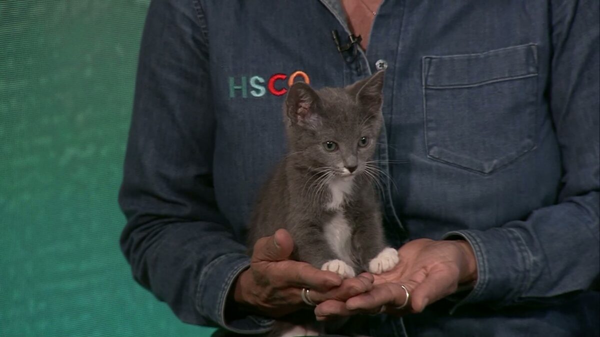 PET PALS: Meet Elsa