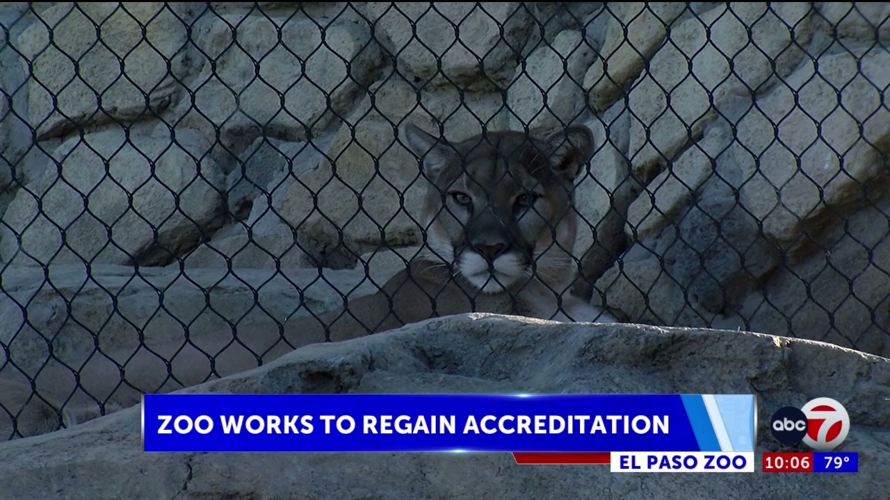 El Paso Zoo works to regain accreditation