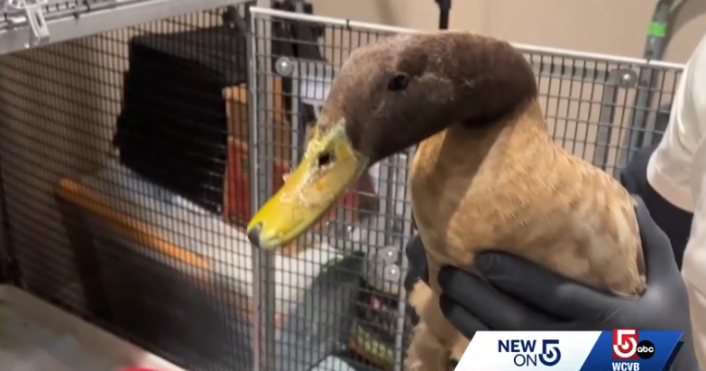 The duck is expected to make a full recovery. It will be released back to the pond where it was found