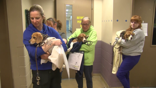 More beagles are getting a second chance after leaving Ridglan Farms.