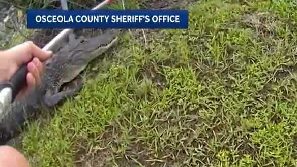 The video shows the alligator twisting and turning as it tried to escape during the encounter on Thursday.