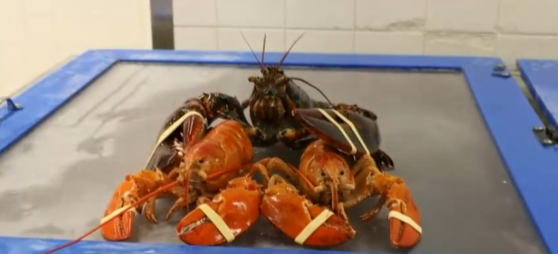 The average person has a one-in-20 million to one-in-30 million chance of finding an orange lobster. At Market Basket in Seabrook