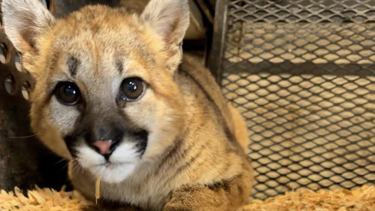 Zoo Idaho welcomes orphaned cougar kitten