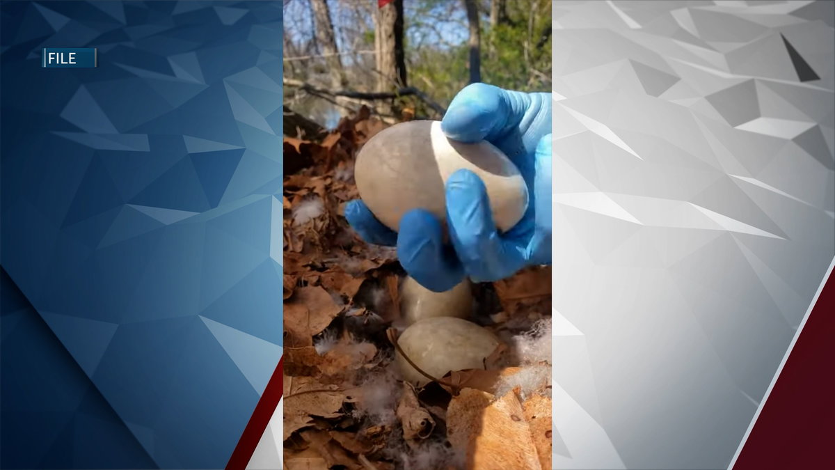 BPRD continues nonlethal approach to goose control