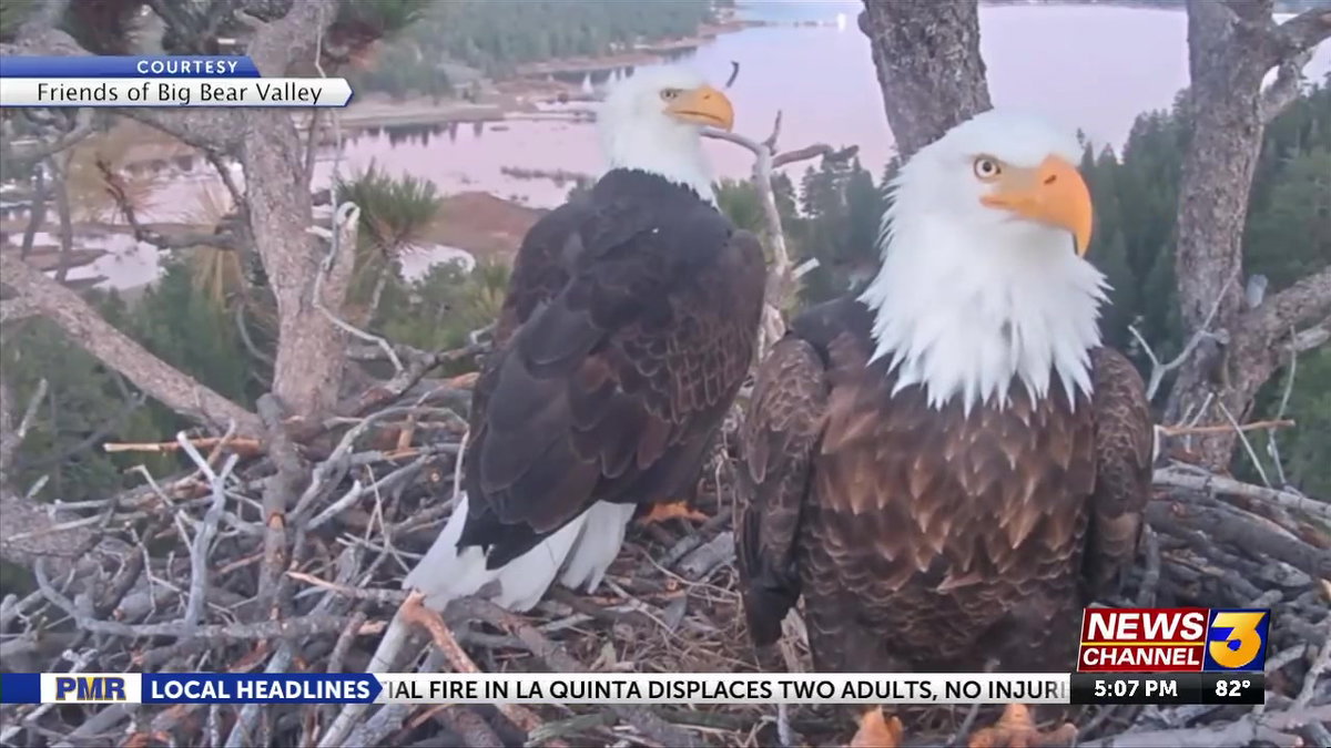 Big Bear’s Fourth of July fireworks spark debate over beloved bald eagles